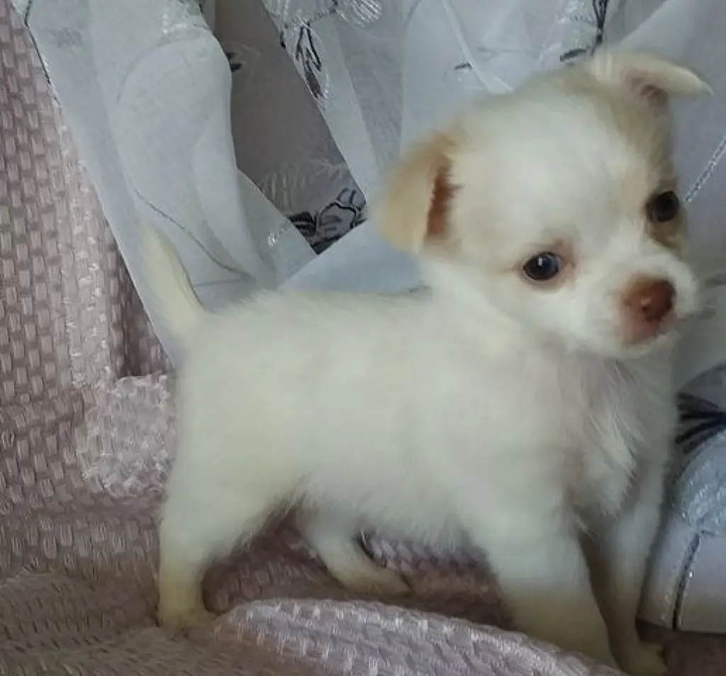 cachorros chihuahua de raza pura
