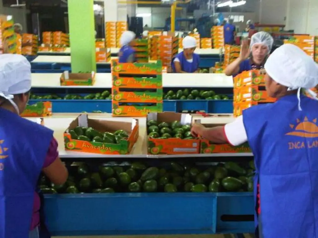 empacadores de fruta y verduras