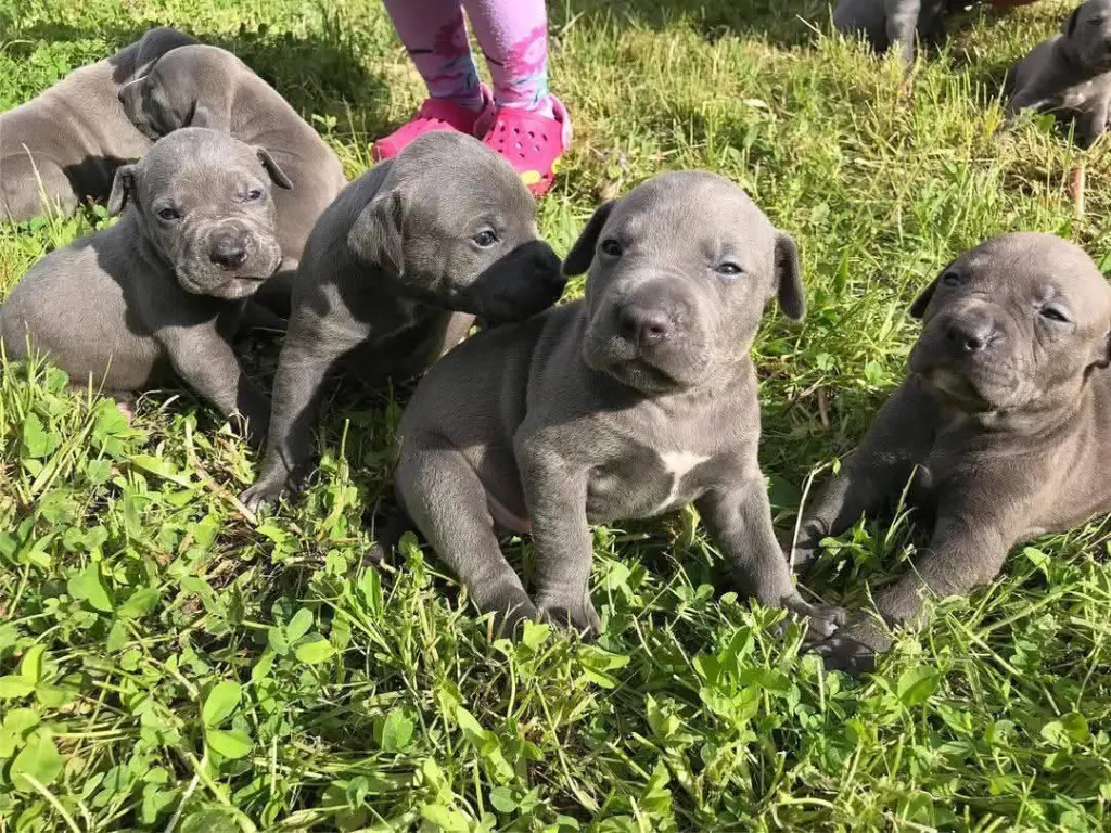 Adorables Cachorros Pitbull Azules en Venta