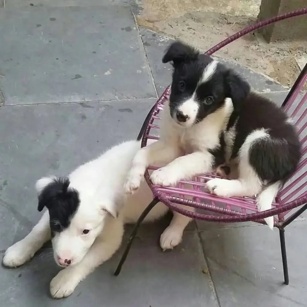 Border collie bebe mirlo macho de raza en venta