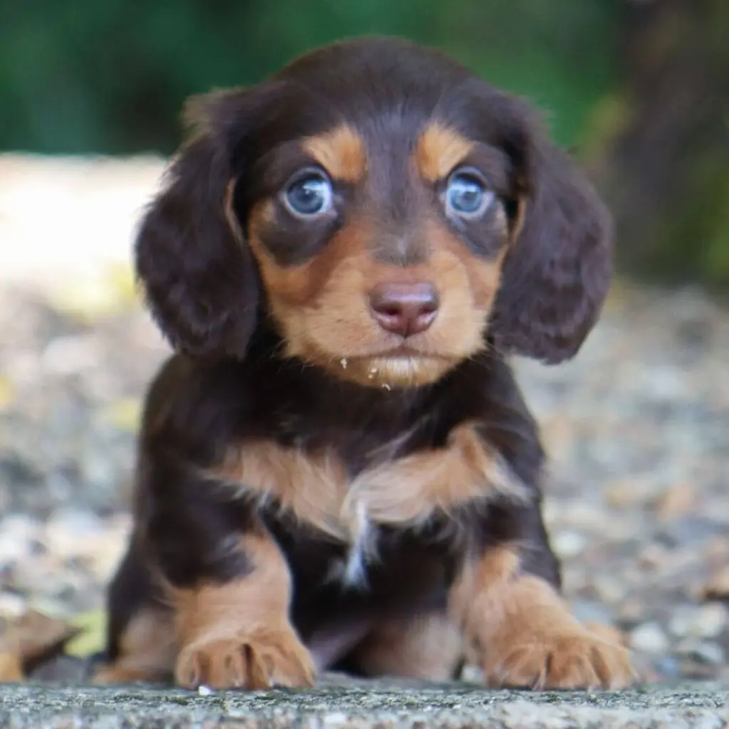 Tyler – Dachshund Puppies Puppy for sale