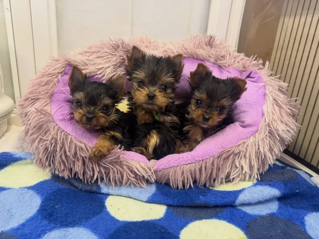 Adorable Cachorro Yorkshire Terrier