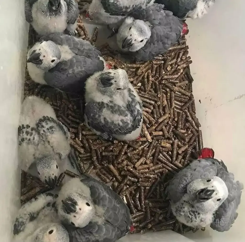 Se venden loros yacos (gris africano) parlantes (machos y hembras)