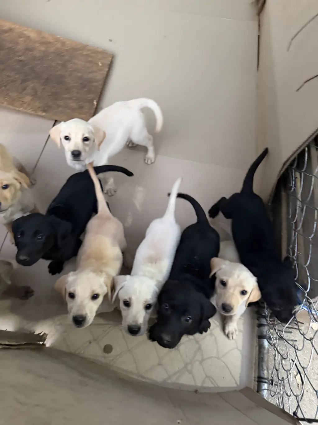 Labrador Retriever Puppies