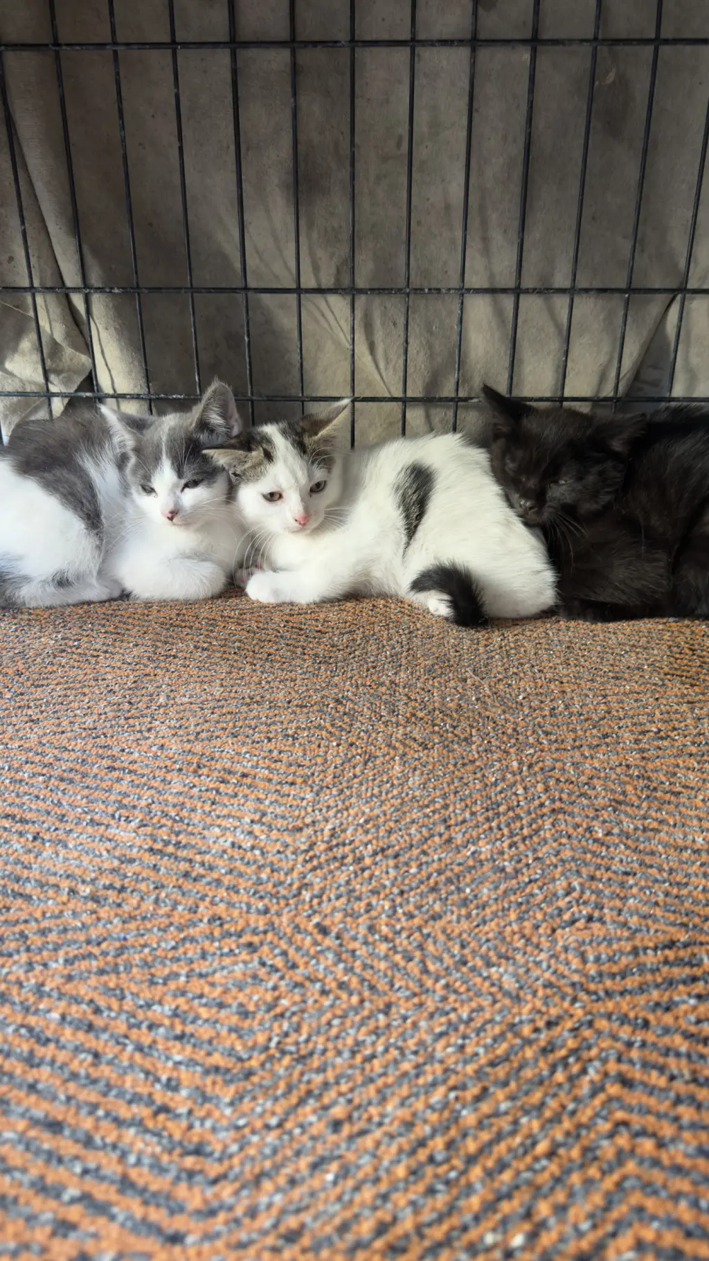Adorables Gatitos en Adopción
