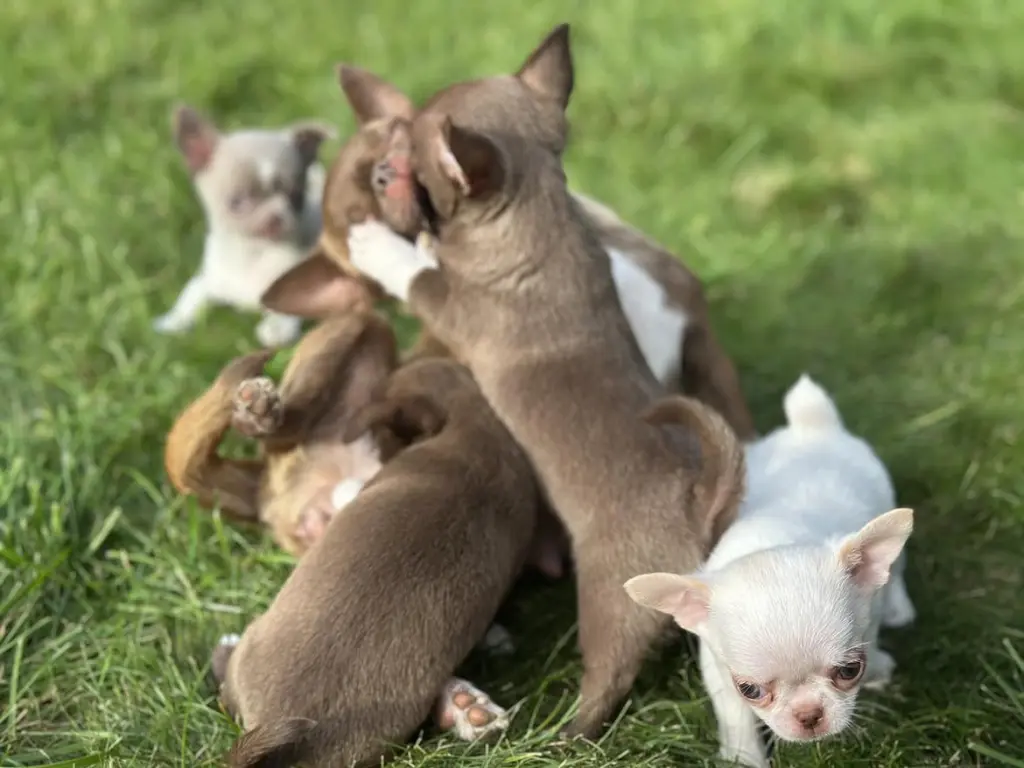 Adorables Cachorros Chihuahua en Venta