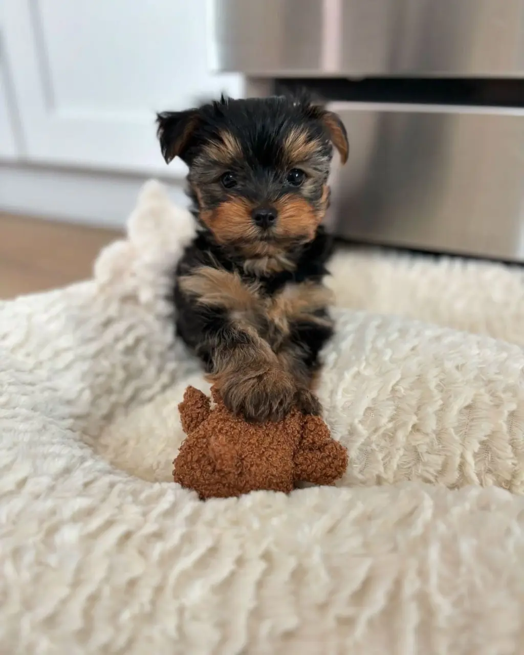 Healthy Adorable Teacup Yorkie Puppies Looking for a Loving Forever Home