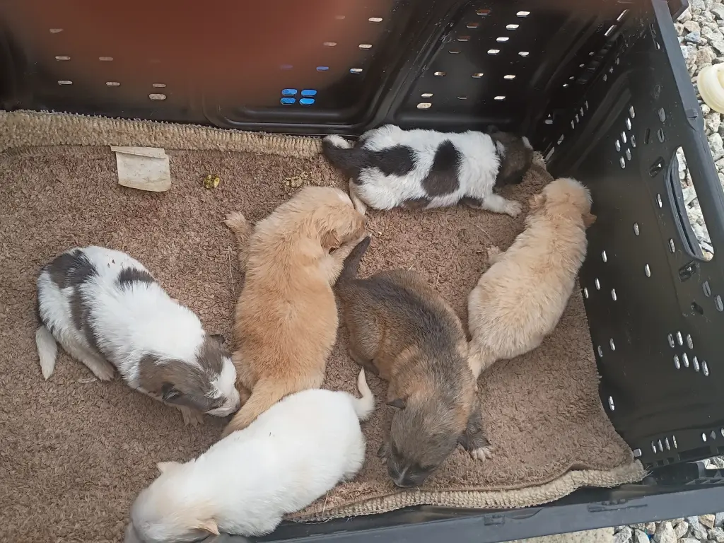 Cachorros