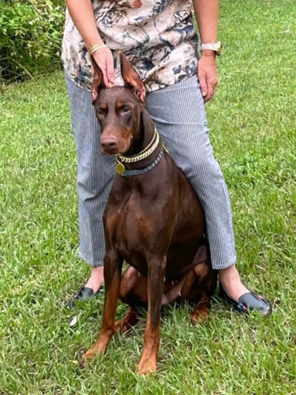 Female Doberman very sweet one.