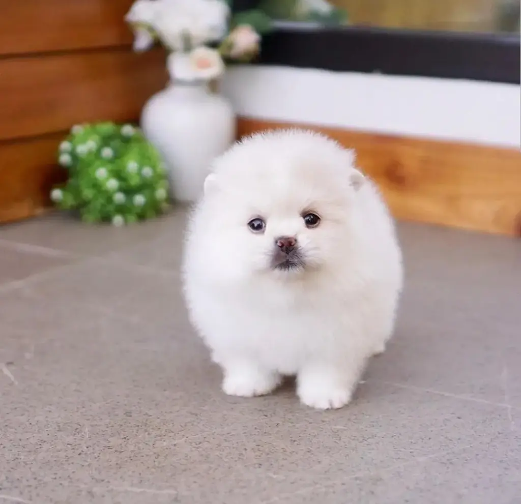 Pomeranian puppies