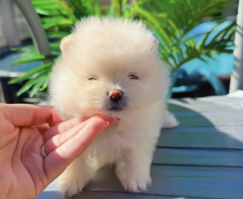 Mini Pomeranian Available