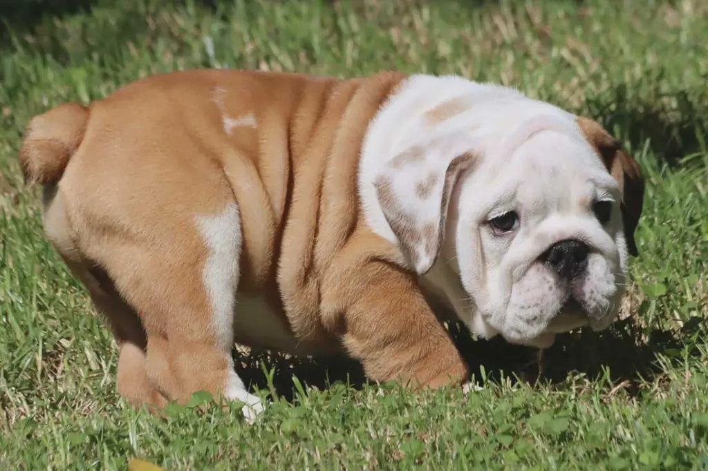 Adorable English Bulldog Puppy for Sale
