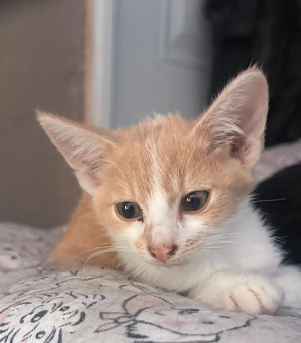 HERMOSA GATITA BUSCA HOGAR