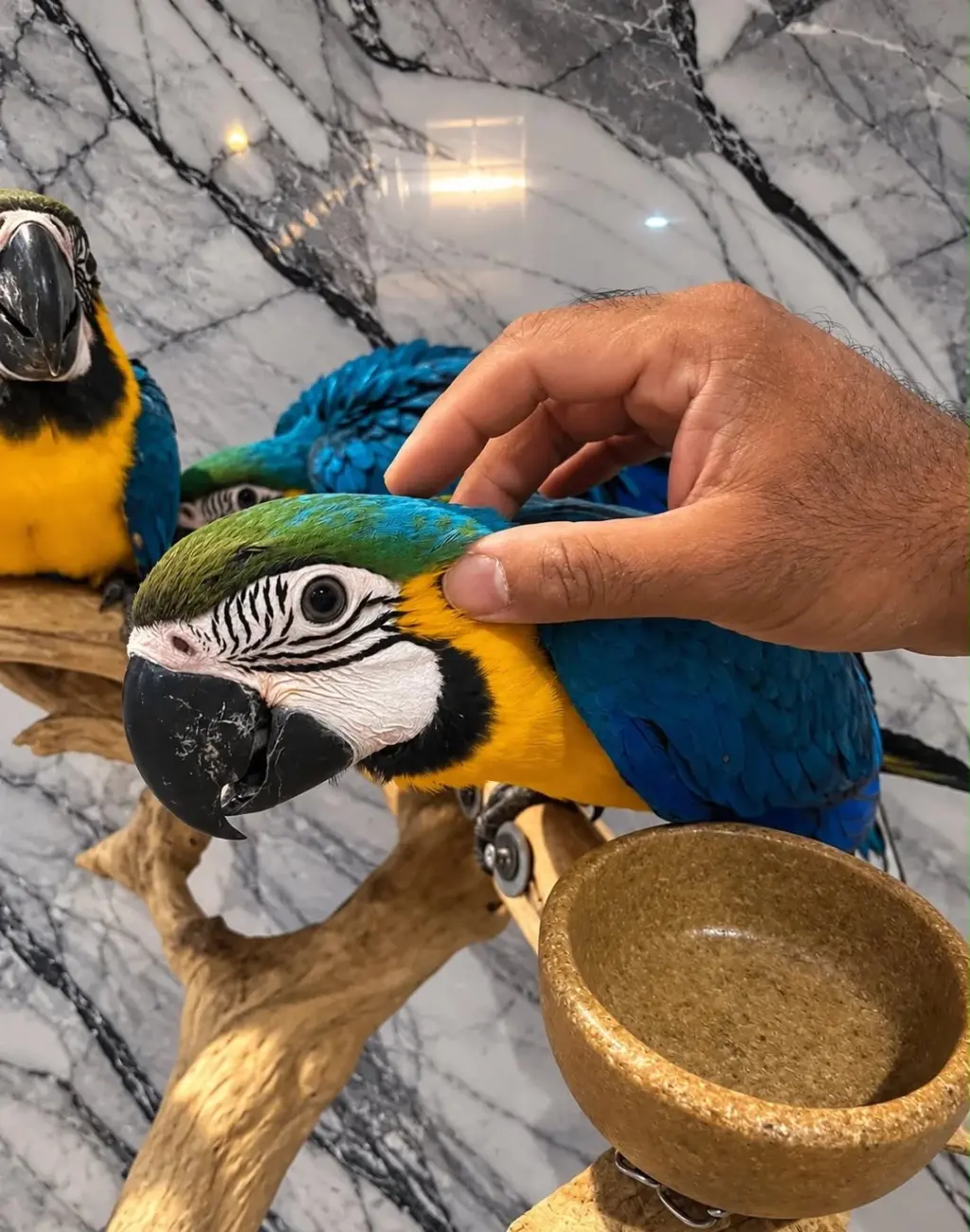 Guacamayos azul y amarillo criados a mano.