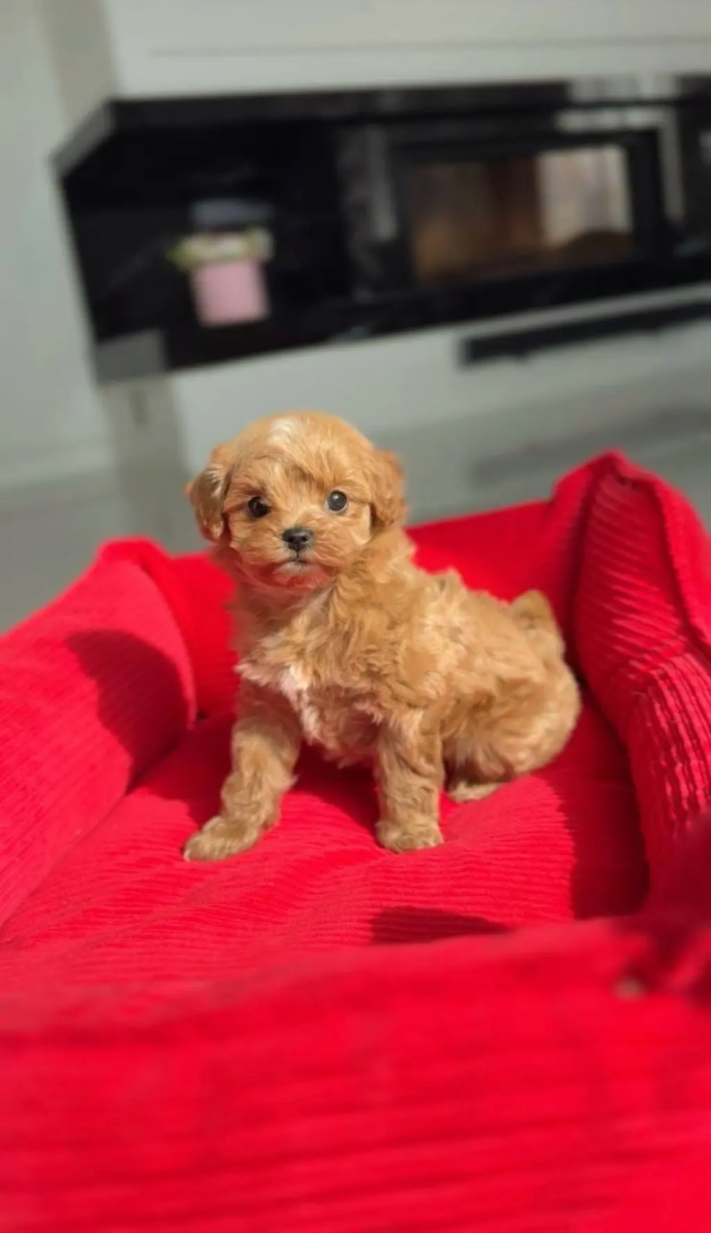 Cachorra de Caniche Toy