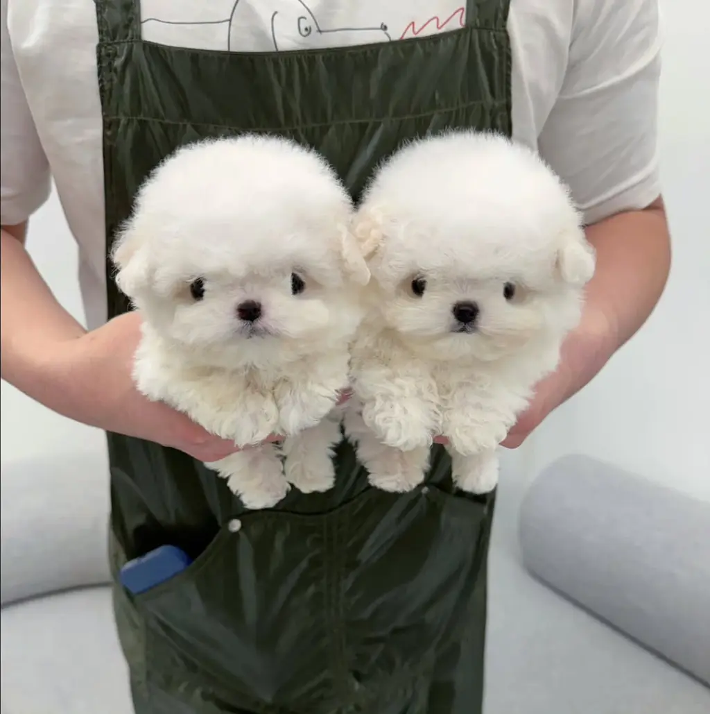 Adorables Cachorros Bichón Frisé en Venta