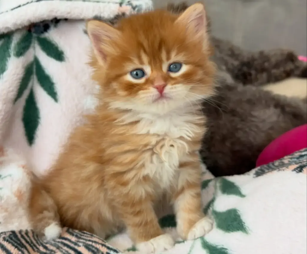 Adorable Orange Tabby Kitten for Adoption