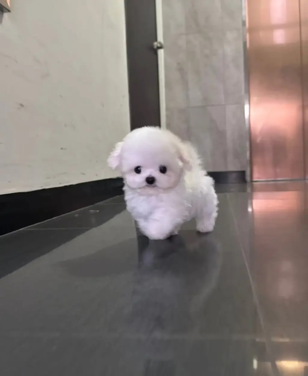 Hermoso Cachorro Maltés en Venta