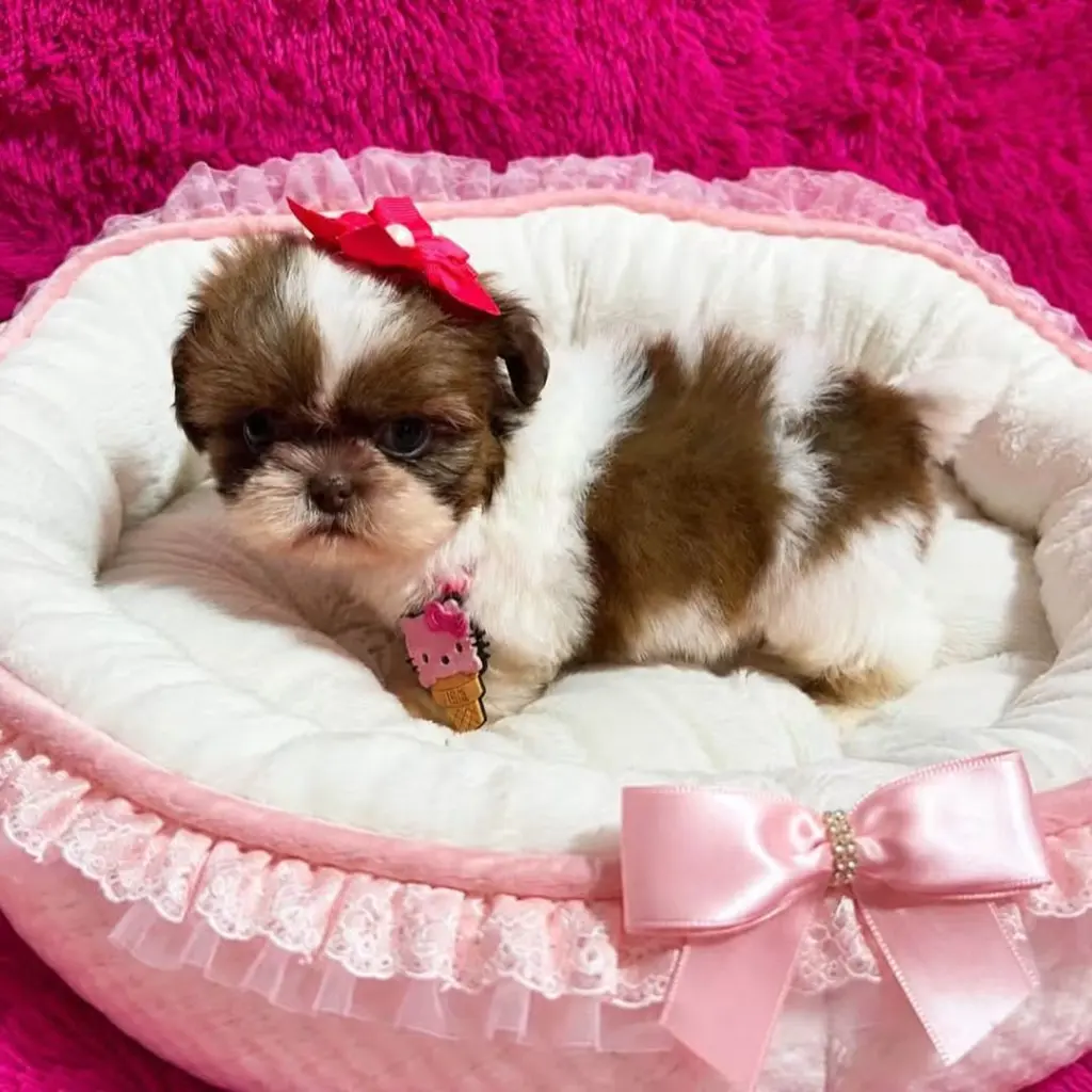 Hermoso Cachorro Shih Tzu en Venta