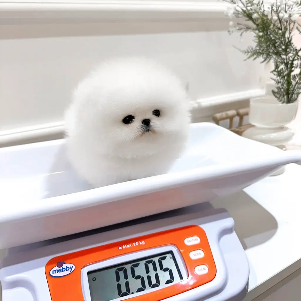 Pomeranian mini breed puppies