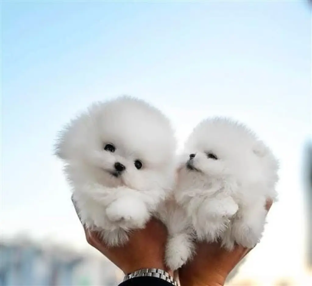 Lindos Cachorros Pomerania