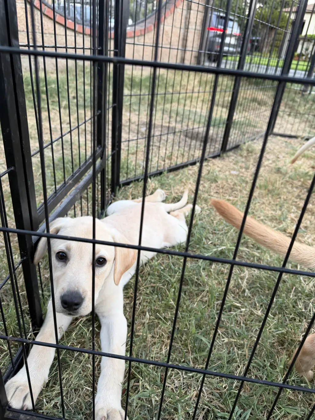 Labrador Retriever Puppys