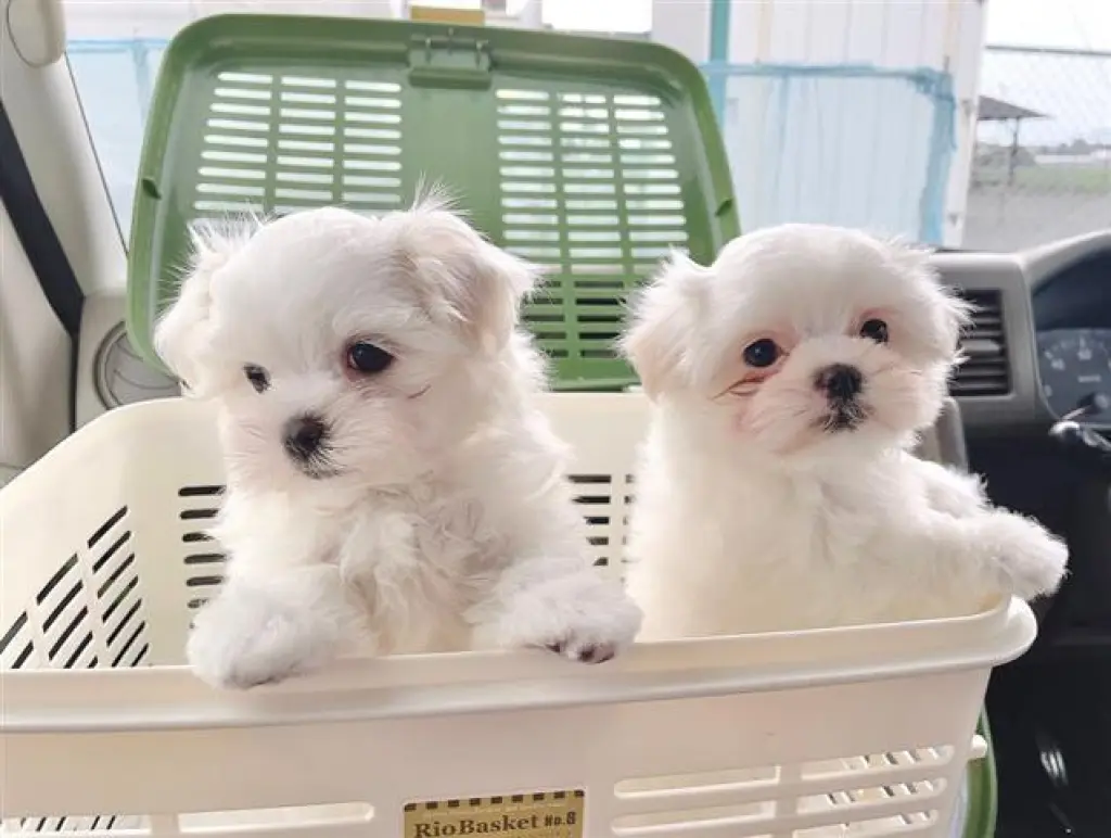 Adorable cachorros de Maltes
