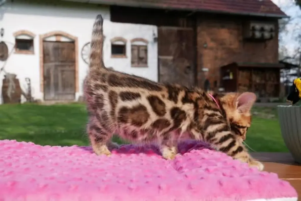 purebred Bengal Kittens