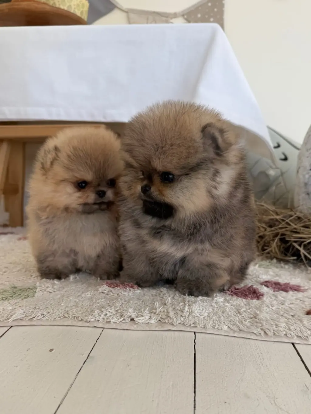 Hermosos Cachorro de Pomerania