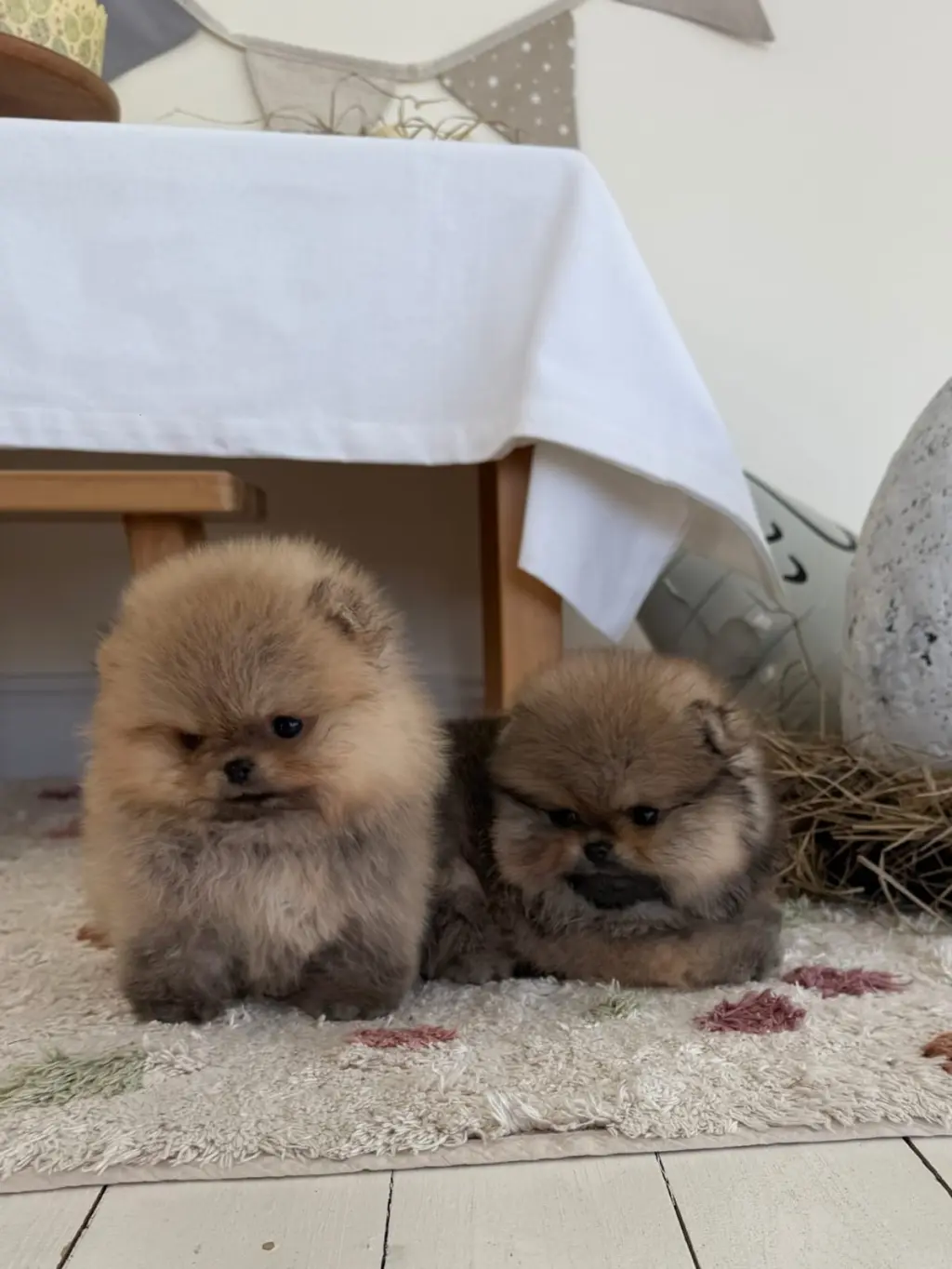 Hermosos Cachorros de Pomerania