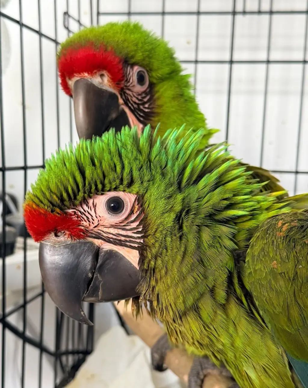 Crías de guacamayo militar criadas a mano (machos y hembras).