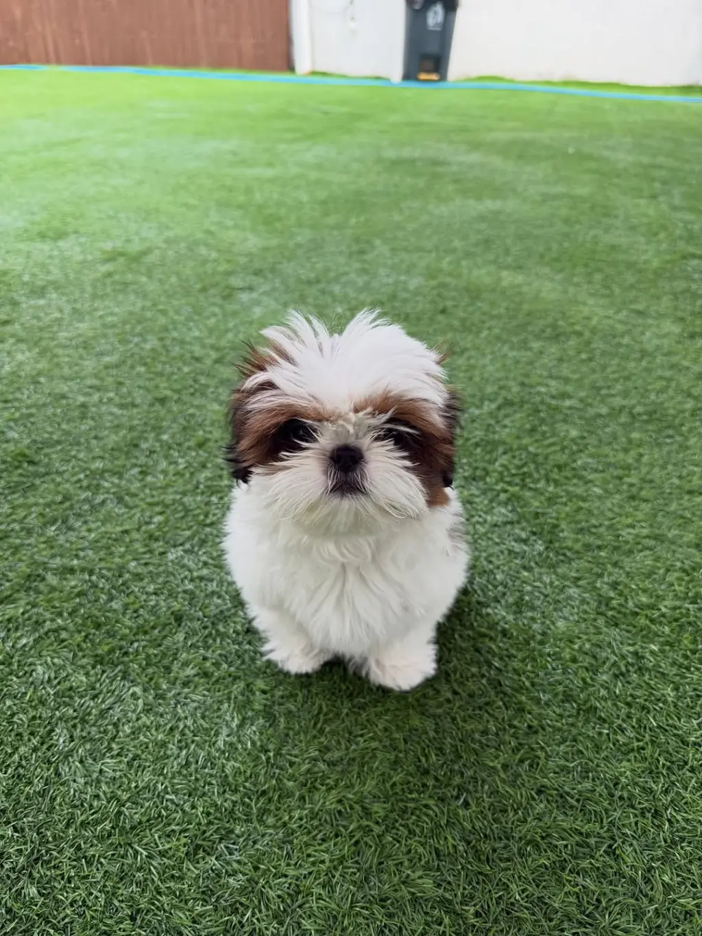 Adorable cachorros de Shih Tzu