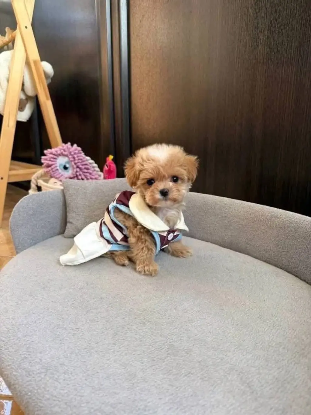 Adorable Toy Poodle Puppy for Sale