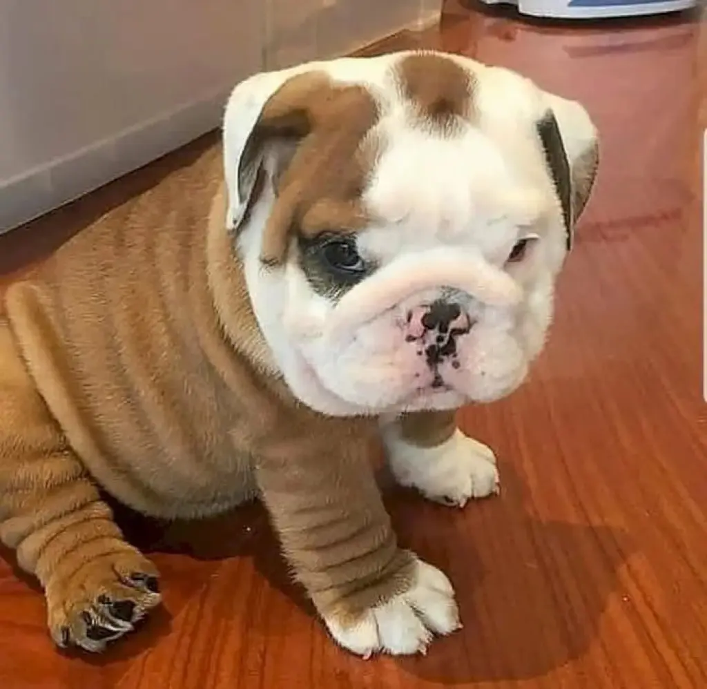Hermoso Cachorro Bulldog en Venta