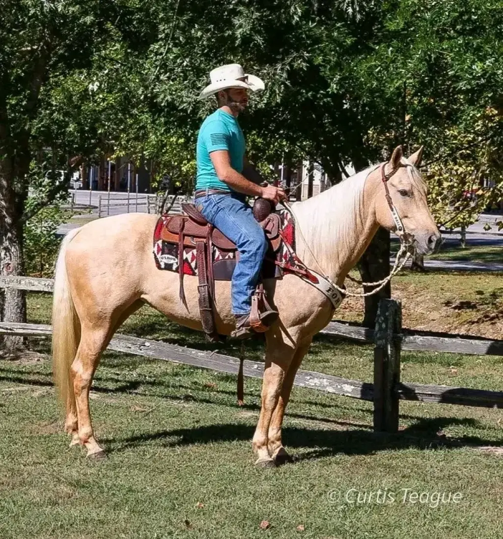 Horse for sale