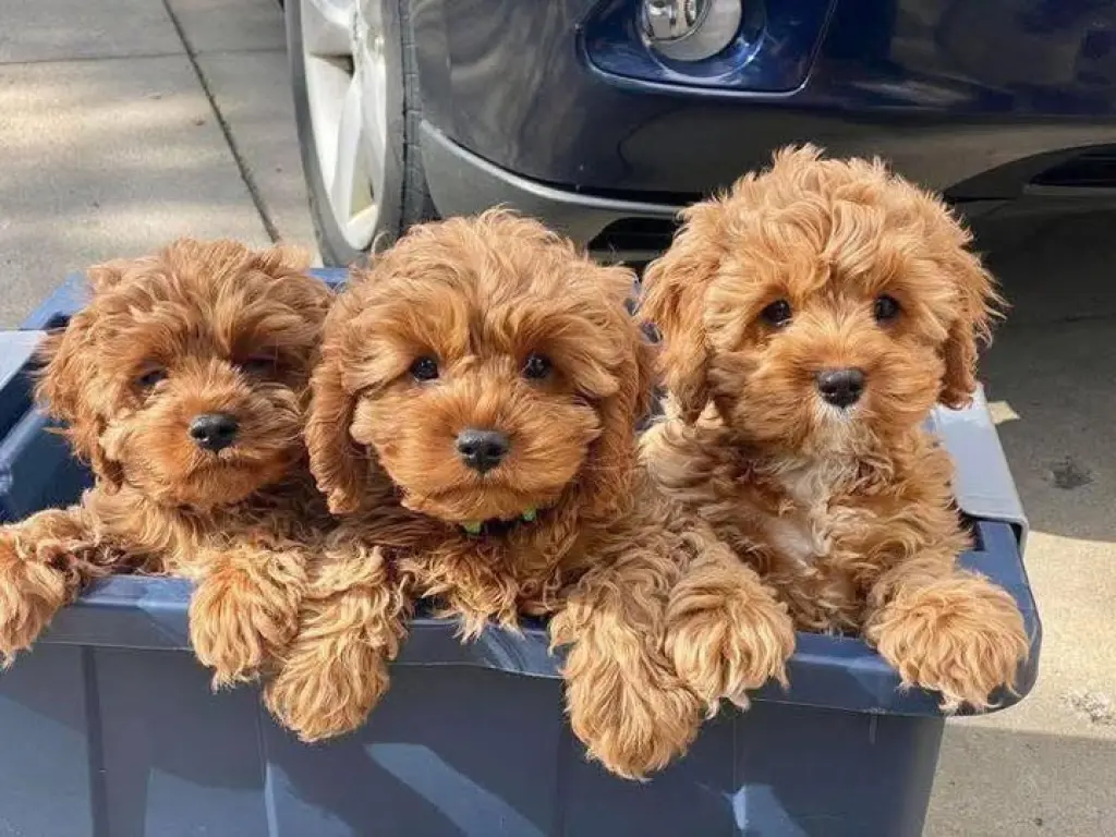 Meet Our Adorable Maltipoo puppies