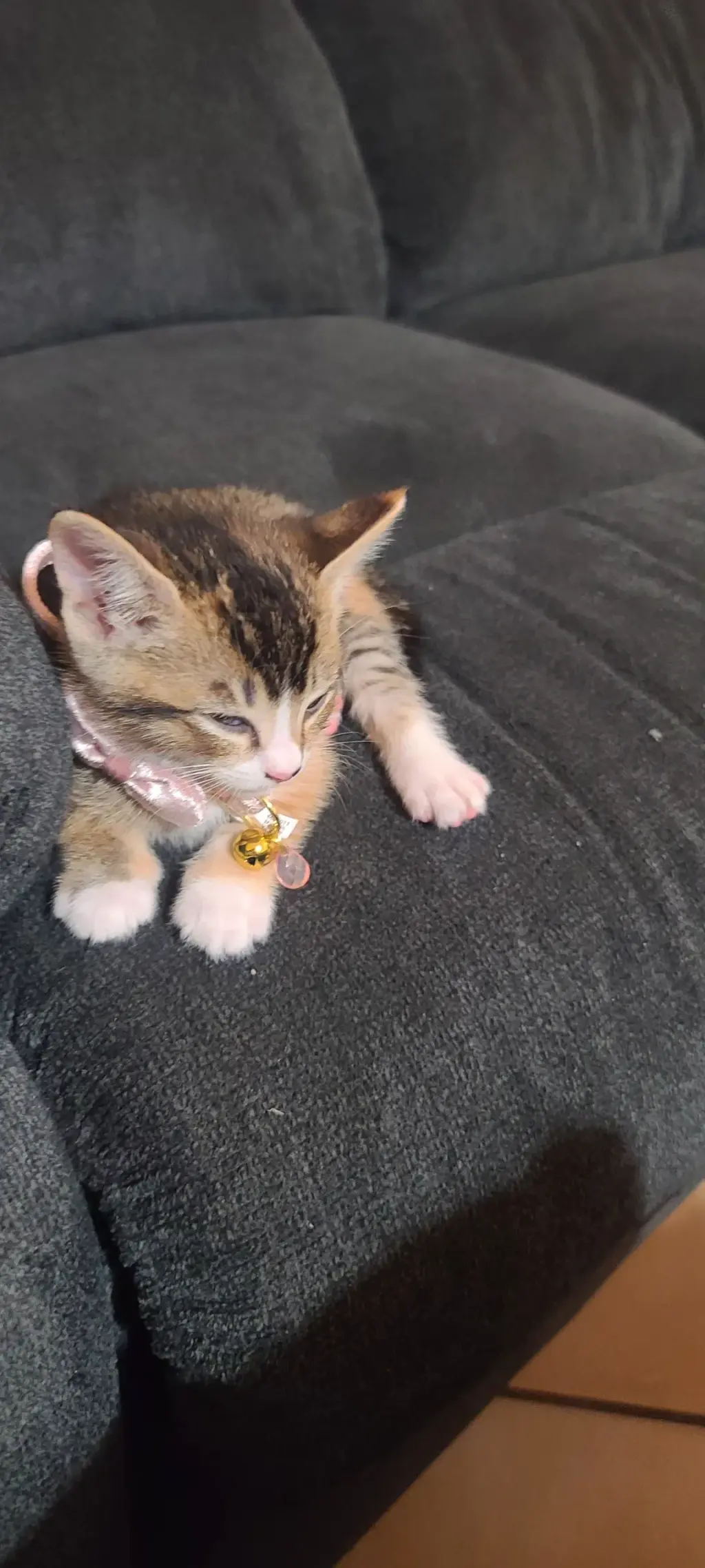 Gatita gratis