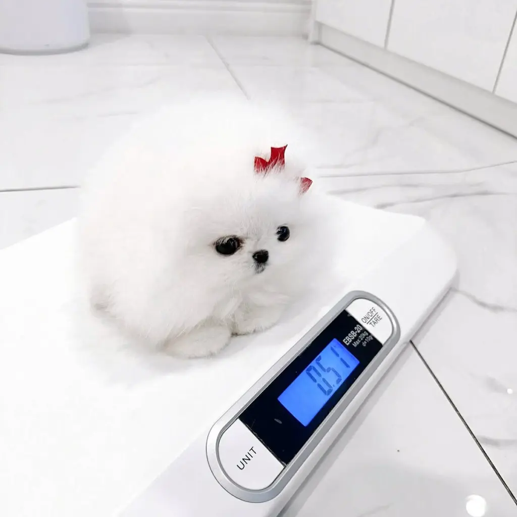 Joyful teacup Pomeranian puppies