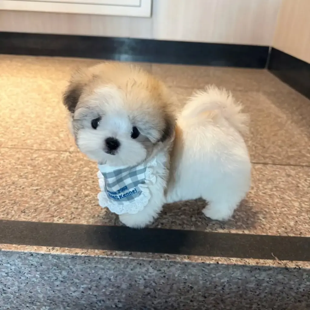Adorable Cachorro Shih Tzu en Venta