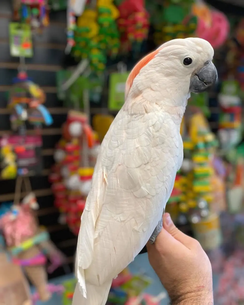 Coockatoo Available For Adoption