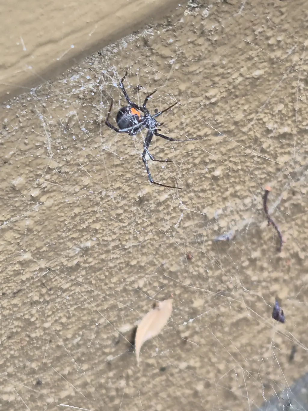 Fumigacion contra cucarachas . Mosquitos. Termitas. Ratas. Ratones. Arañas