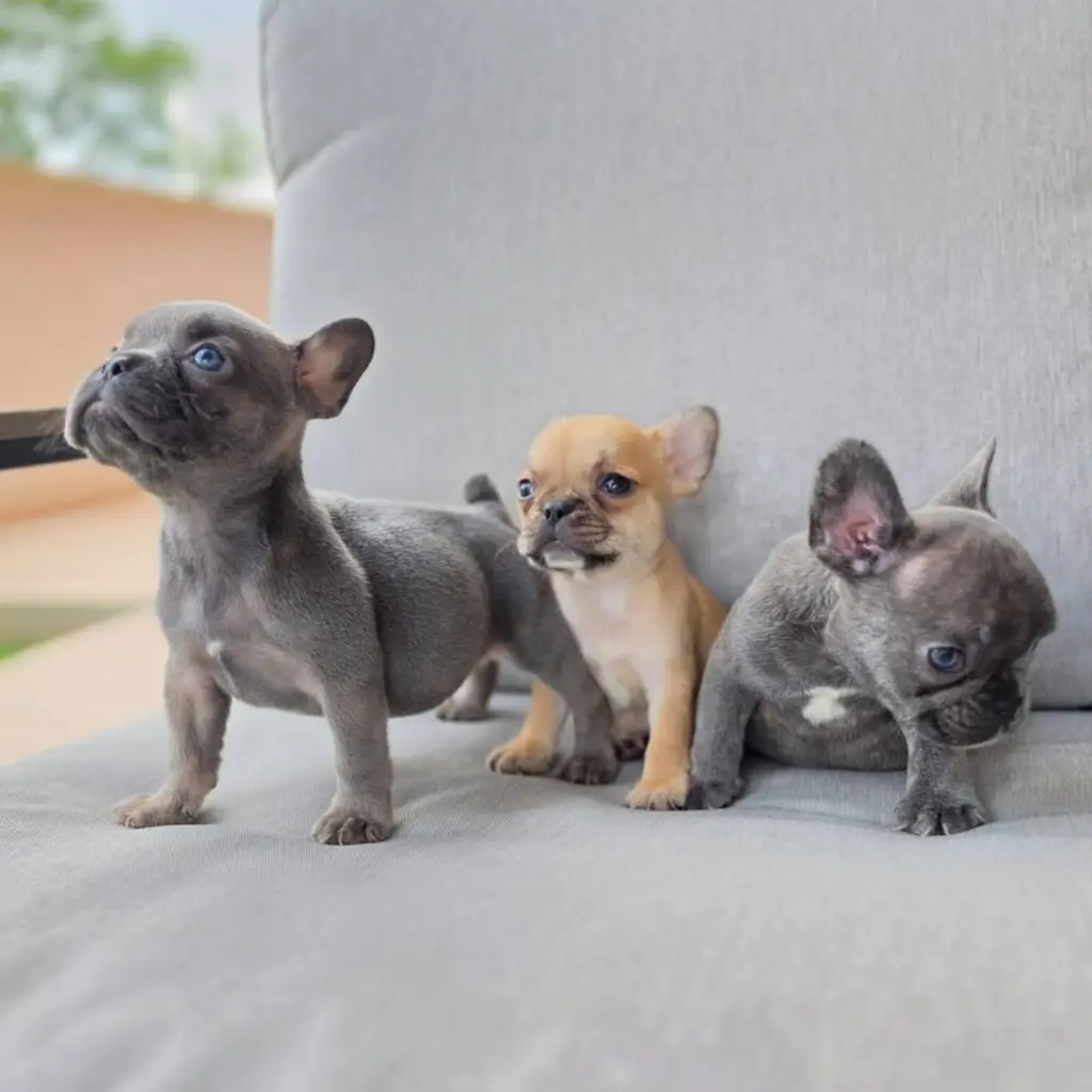 Adorables Cachorros de Bulldog Francés en Venta