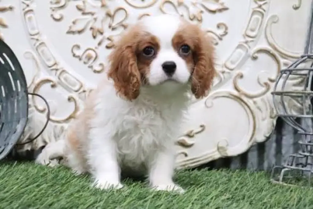 cavalier king charles spaniel puppies