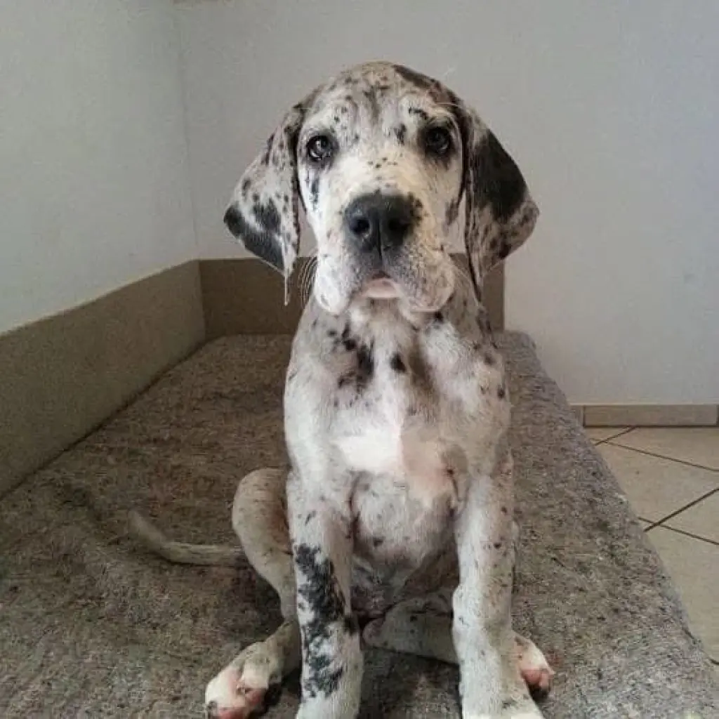 great dane puppies