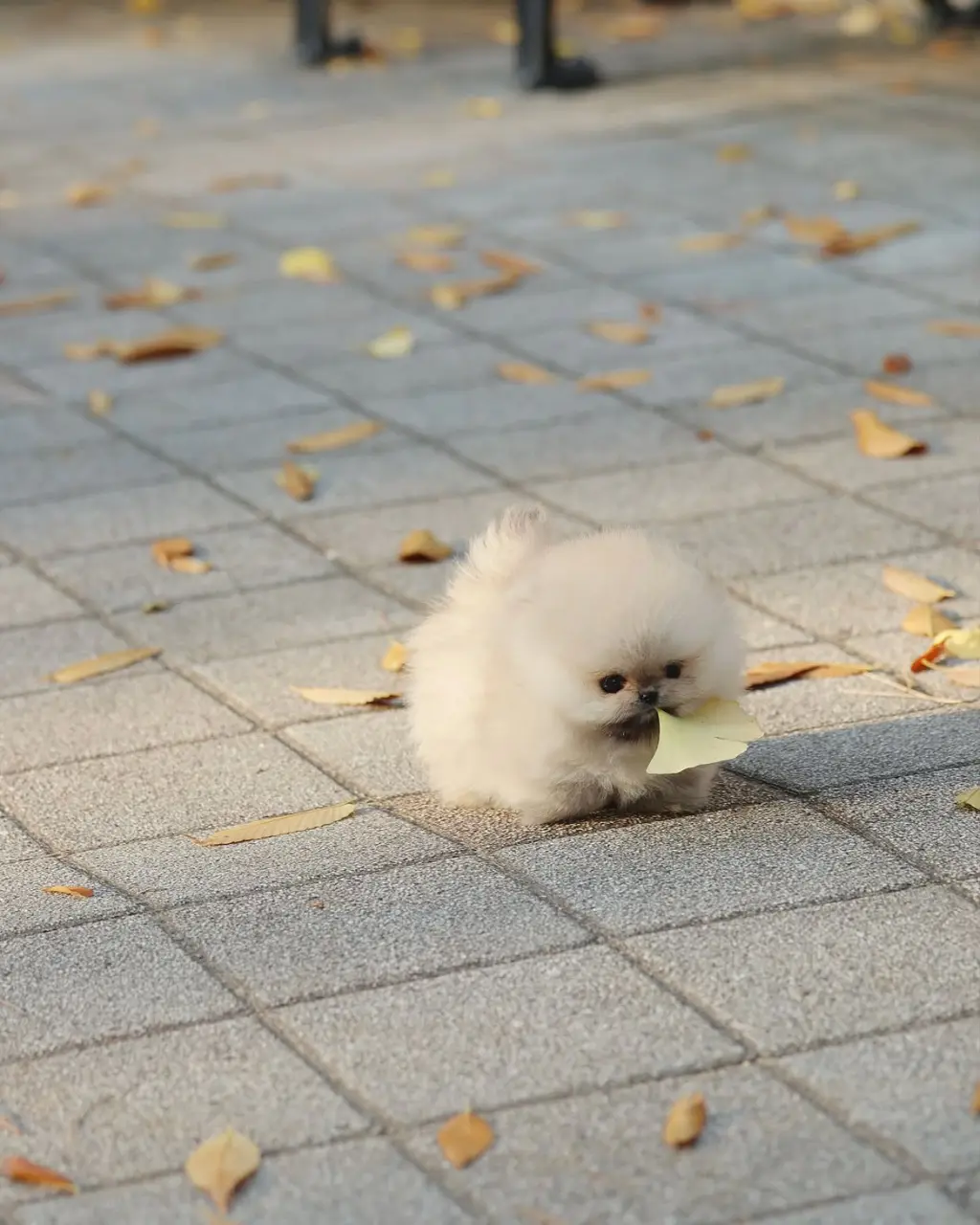 Adorable Cachorro Pomerania en Venta