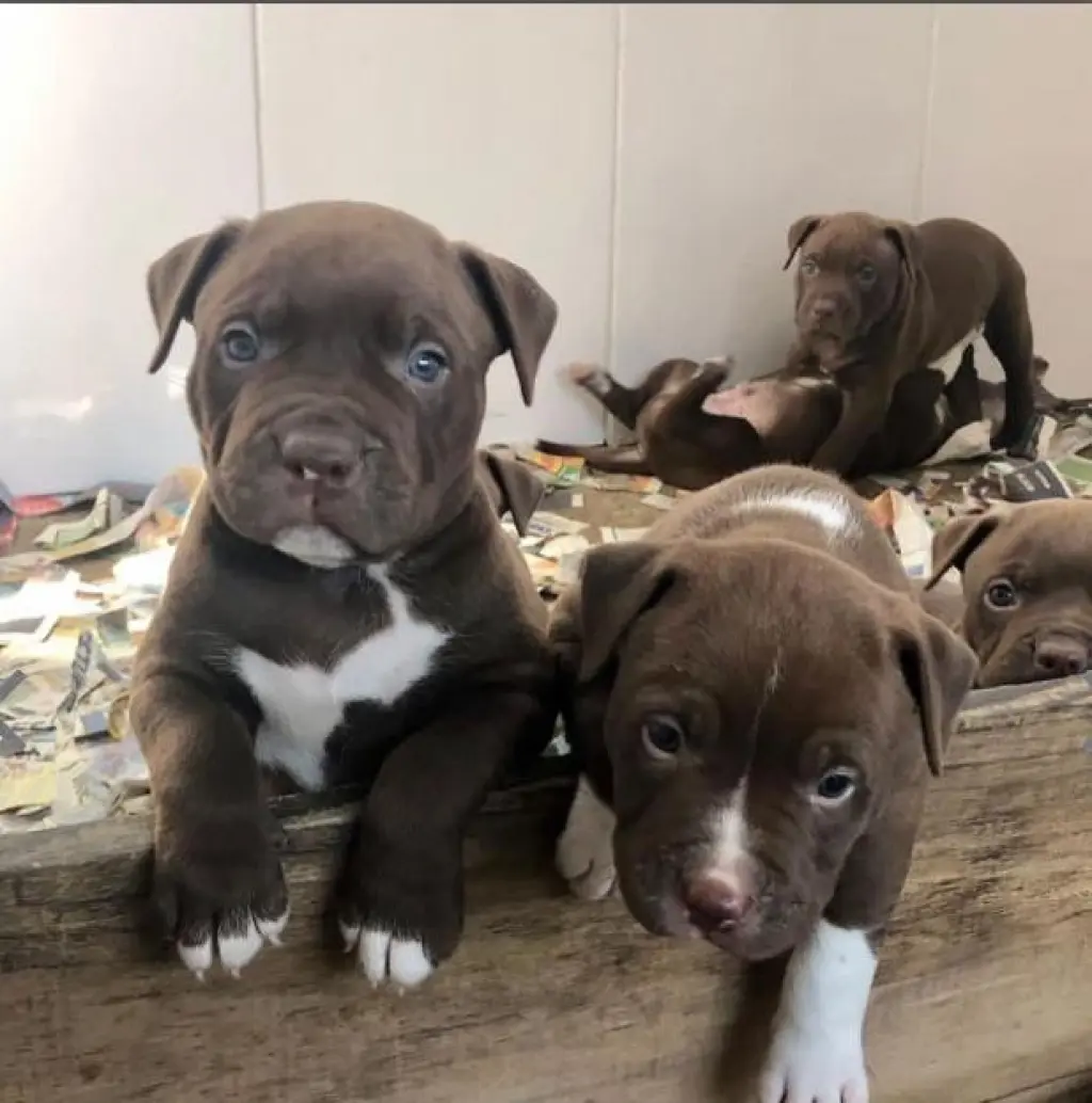 Adorables Cachorros Pitbull Marrones en Venta