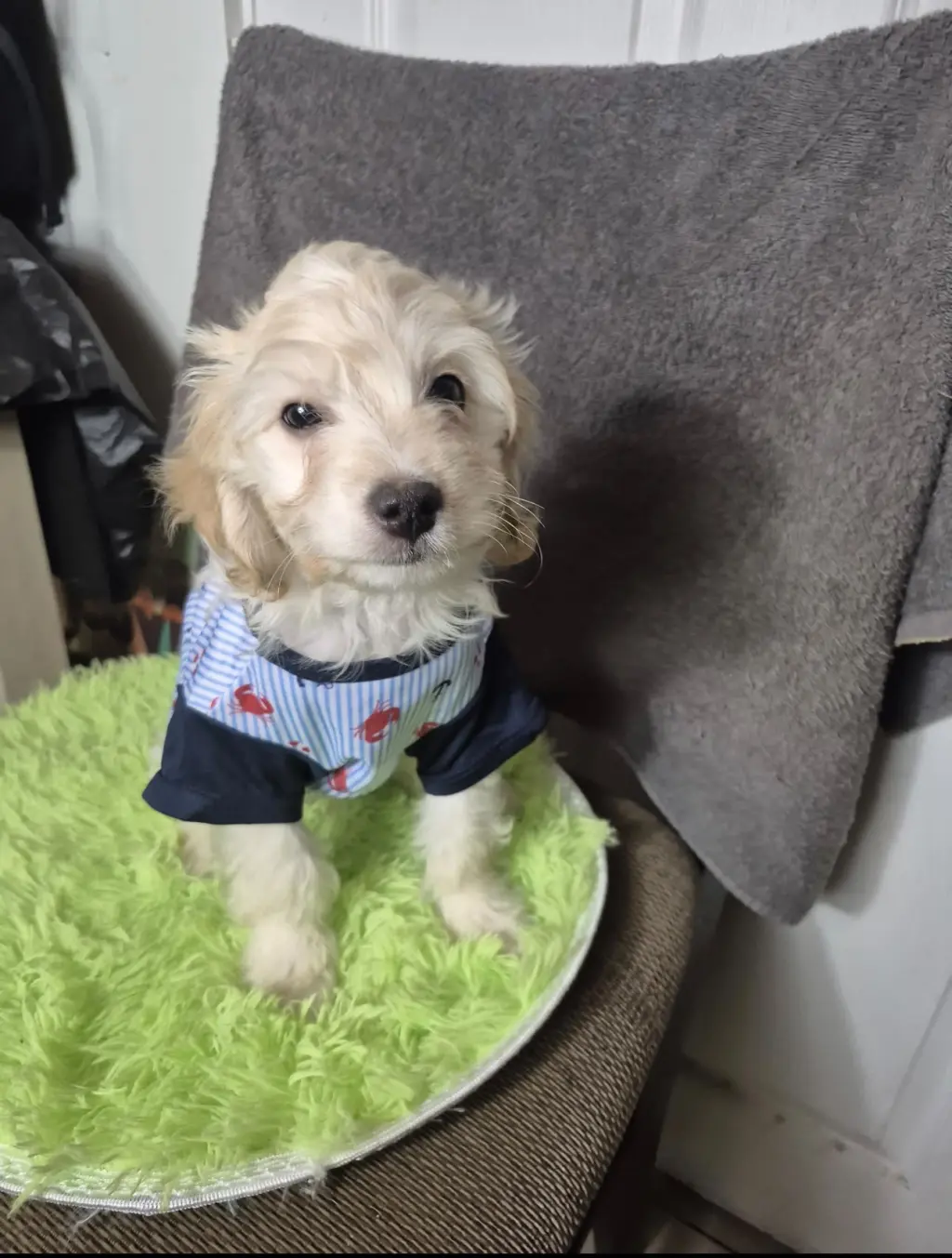 Lindo cachorro male