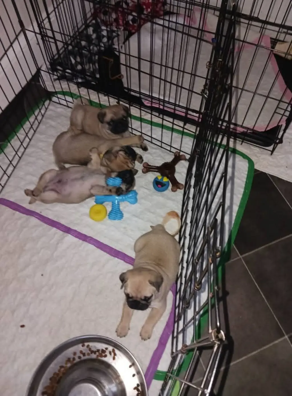 Adorable Pug Puppies for Sale