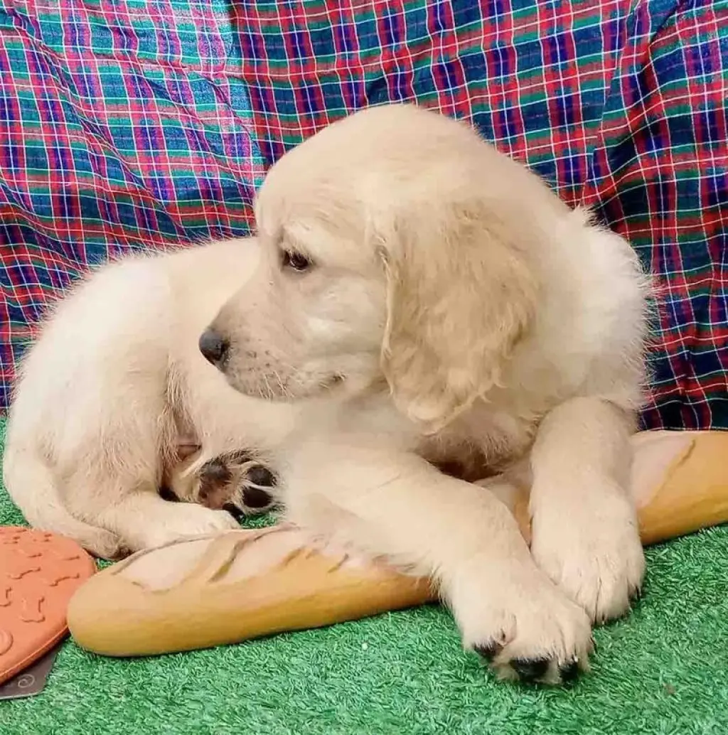 Golden Retriever Macho 6352 *En Venta*