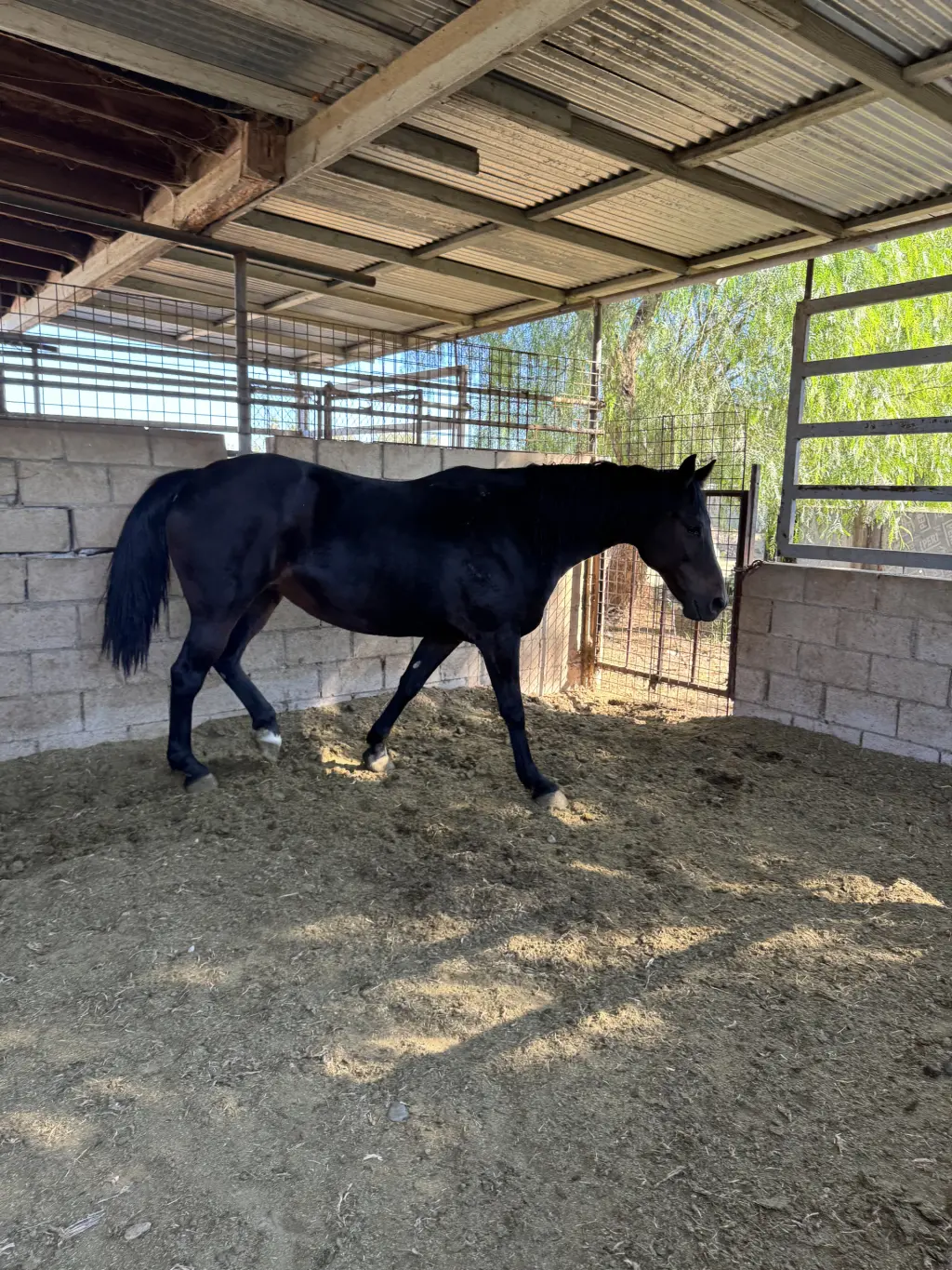 Hermoso Caballo Negro en Venta
